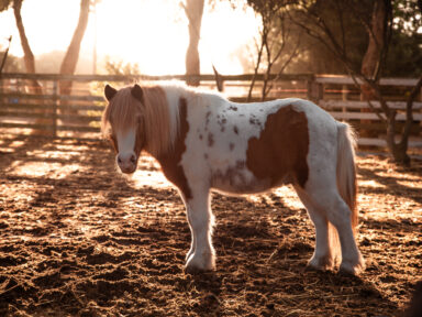 Ranch Visit